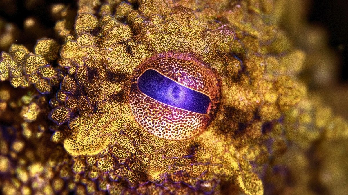 العلماء يعيدون إنشاء صبغة نادرة وراء القوى الخارقة للأخطبوط ScienceAlert العلماء يعيدون إنشاء صبغة نادرة وراء القوى الخارقة للأخطبوط ScienceAlert