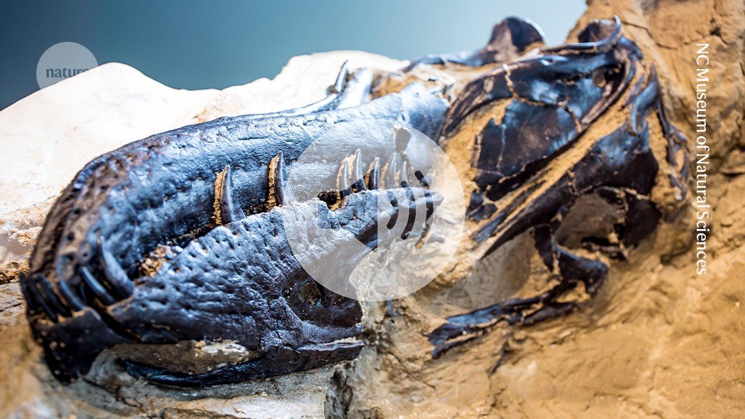 تعرف على وي ريكس. الديناصور الصغير هو نوع به