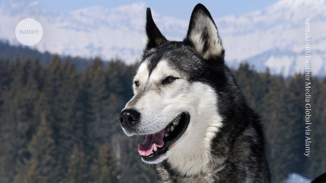 كيف قام البشر القدماء بتربية وتجارة الكلاب الأليفة الأولى