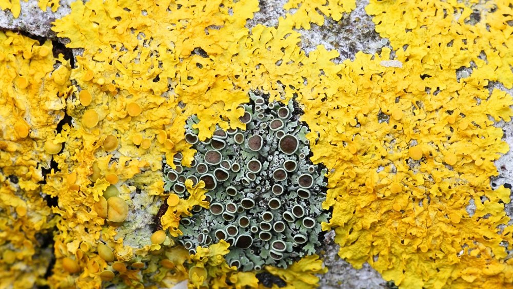 لقد أطلق العلماء على ما أصبح مفتاح تطور الأرض عن طريق الكائنات الحية