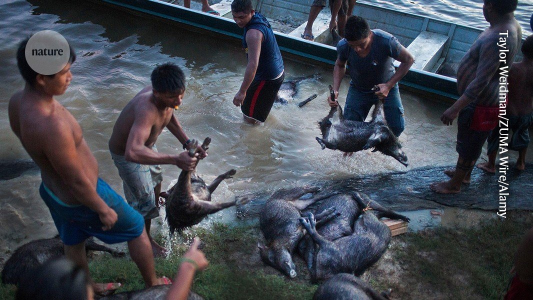 موازنة محصول اللحوم البرية في منطقة الأمازون موازنة محصول اللحوم البرية في منطقة الأمازون