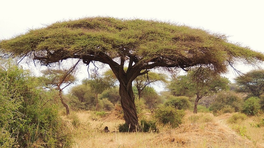 اكتشف العلماء سبب بدء نمو السنط الأفريقي أثناء الجفاف اكتشف العلماء سبب بدء نمو السنط الأفريقي أثناء الجفاف