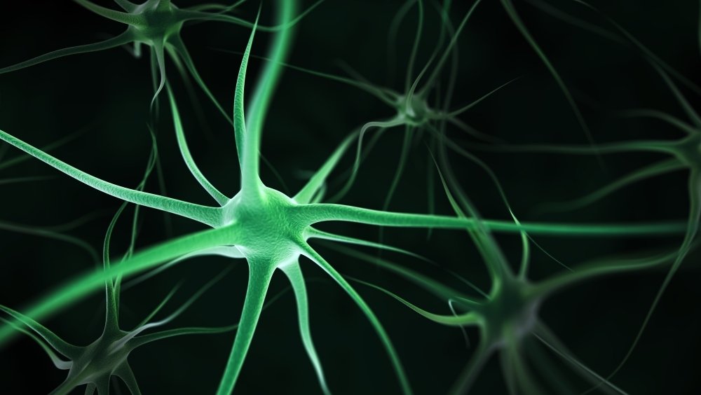 تمكن العلماء من عزل الخلايا العصبية المسببة للقلق وتمكنوا من تهدئتها