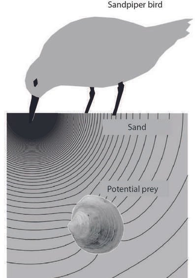لقد وجد العلماء 6 حواس لدى البشر تتجاوز اللمس