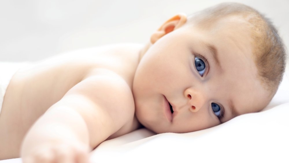 لماذا تمتلك بعض الحيوانات أدمغة كبيرة والبعض الآخر لا تمتلك أدمغة كبيرة؟ لقد تم العثور على الإجابة