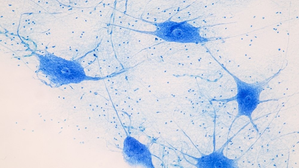 تم إنشاء أول نموذج اصطناعي بالكامل لأنسجة المخ