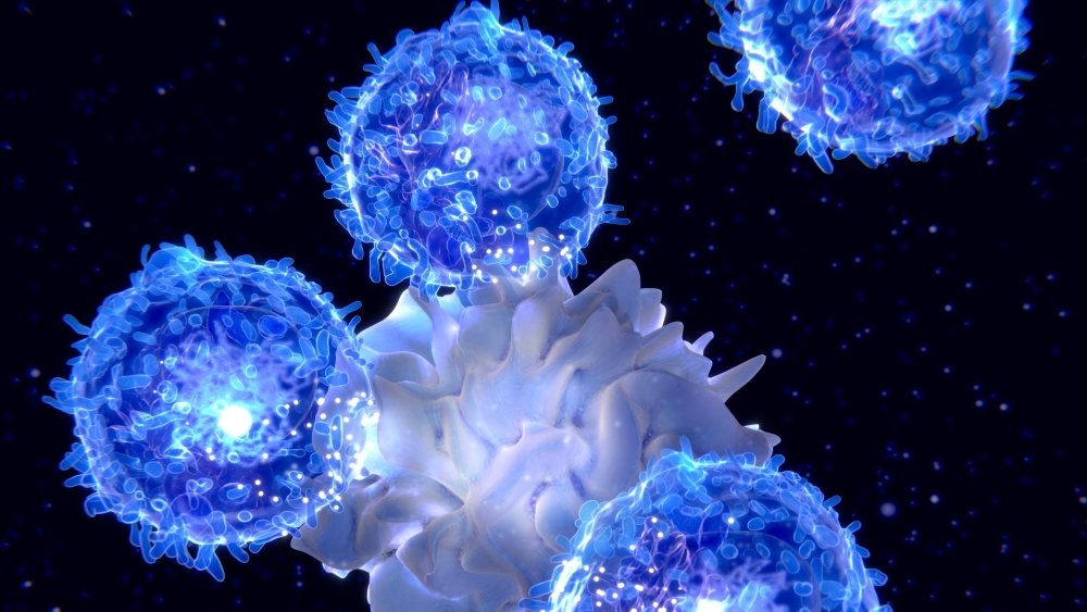 اكتشف العلماء نوعًا خاصًا من الخلايا المناعية التي تبطئ الشيخوخة