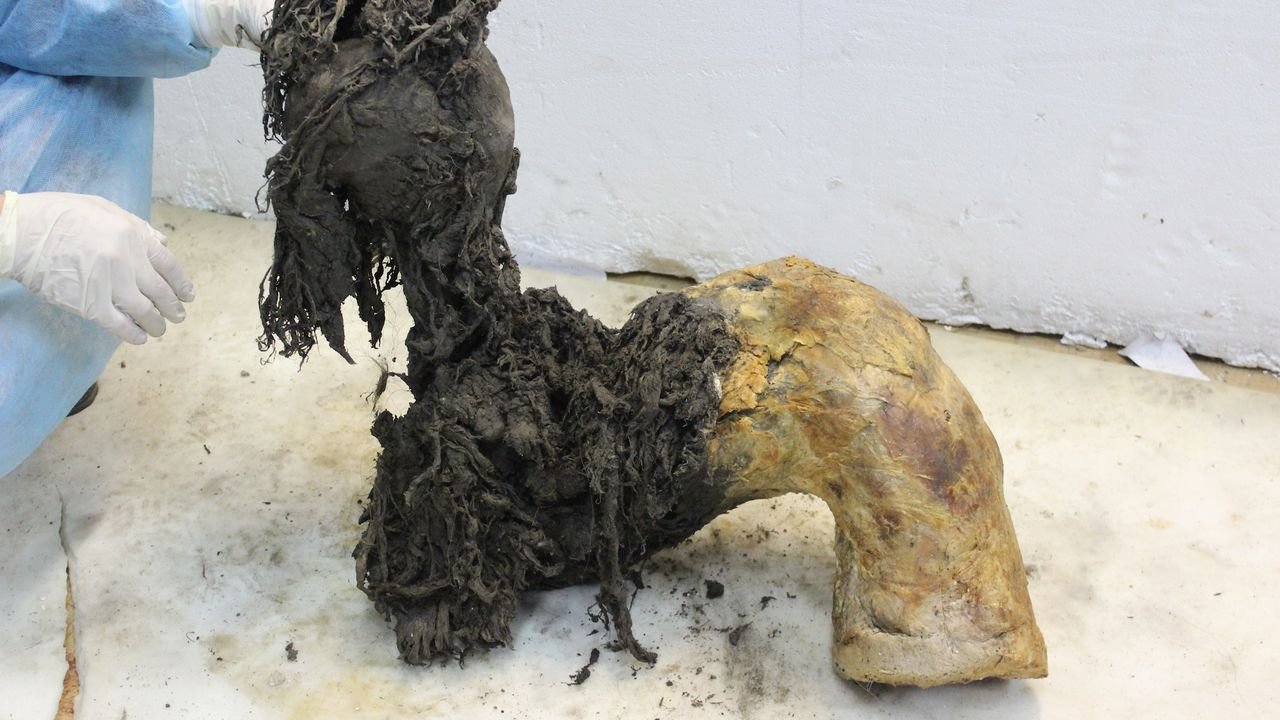 تم إجراء تسلسل الحمض النووي الريبي للماموث لأول مرة، مما يمثل قفزة عملاقة نحو فهم حياة ما قبل التاريخ