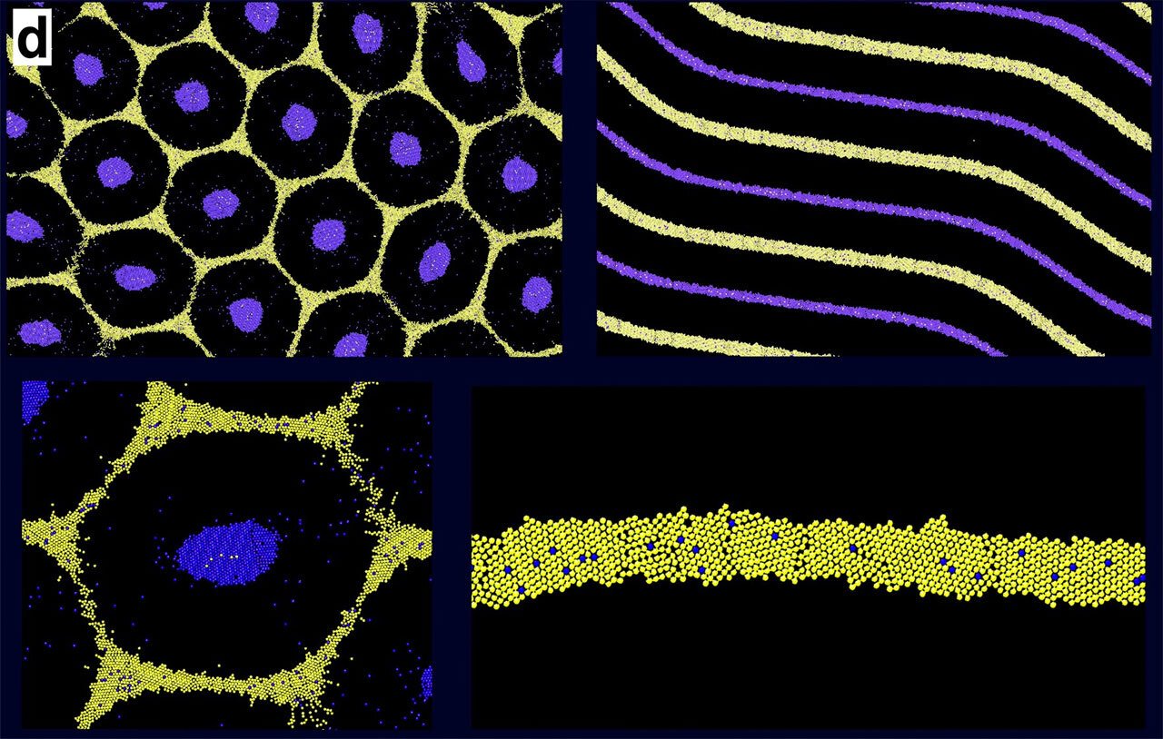 تم تصميم النموذج الغريب للأسماك المطلية باستخدام معادلات تورينج