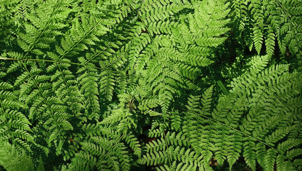 المعادن الأرضية النادرة الموجودة في السرخس