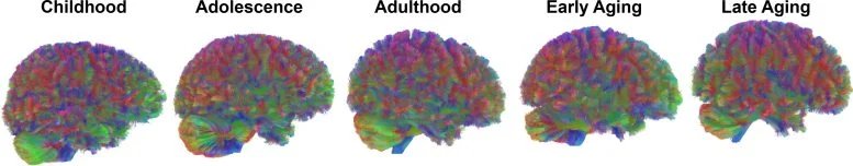 All Eras of Human Brain