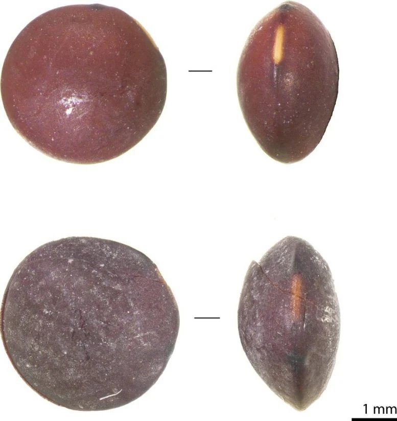 Archaeological Lentil Seeds Analyzed for DNA Study