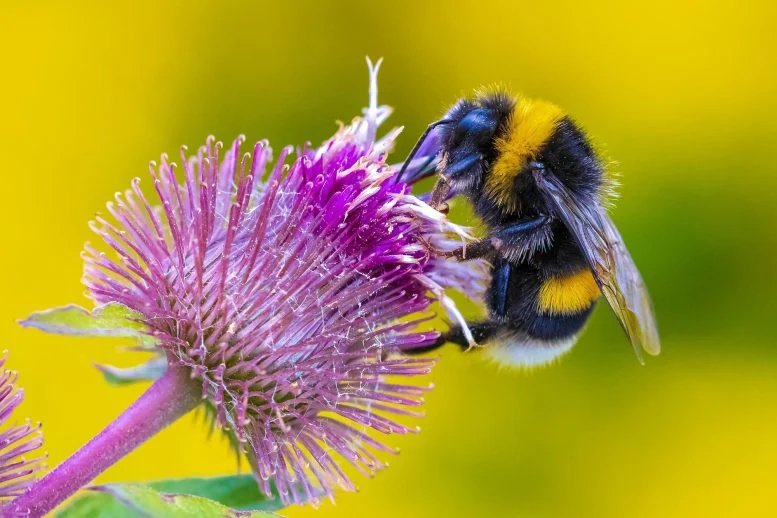 تعلمت هذه النحلات قراءة "النقاط" و"الشرطات" مثل شفرة مورس 1 Bumblebee Bombus terrestris Feeding Nectar Pink Flowers