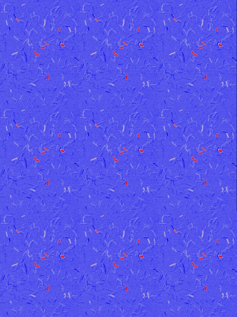 Cephalordine and Cps Operon Graphic