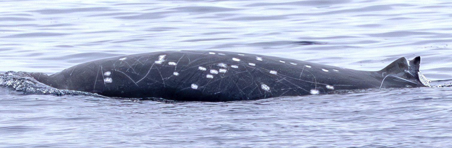 اكتشف العلماء حوتًا نادرًا ذو أنياب حيًا في البحر لأول مرة، وأطلقوا النار عليه باستخدام القوس والنشاب 2