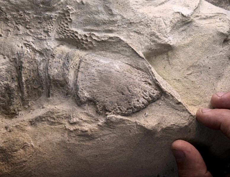 "مومياوات" الديناصورات تكشف عن تطور تطوري صادم 5 Edmontosaurus annectens Hoof