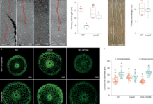 Ethylene modulates cell wall mechanics for root responses to compaction