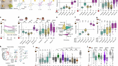 Evolution of taste processing shifts dietary preference
