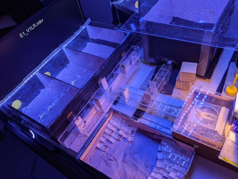 تعلمت هذه النحلات قراءة "النقاط" و"الشرطات" مثل شفرة مورس 2 Experimental Apparatus Morse Code Bees