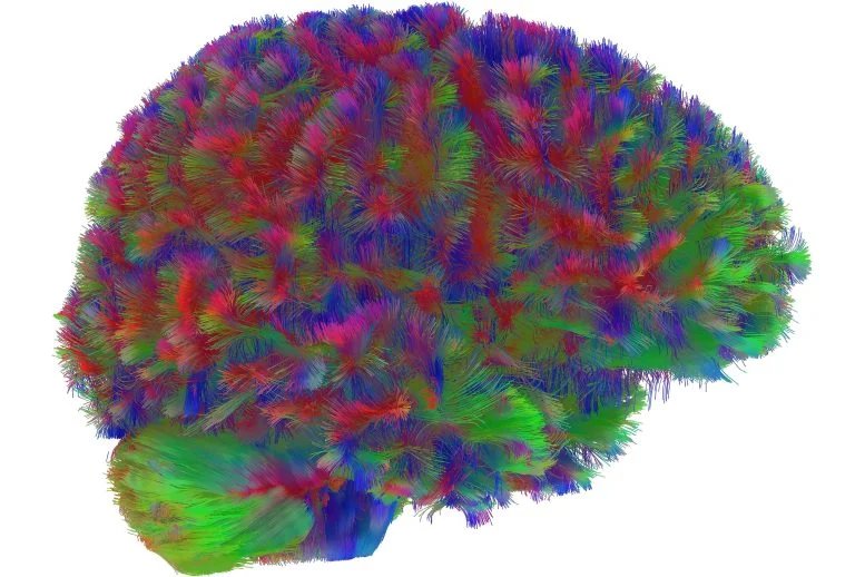 First Era of Human Brain