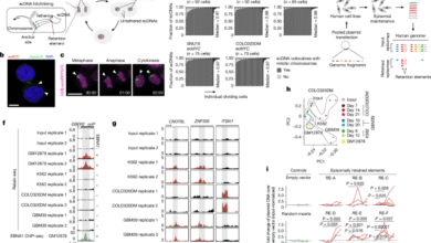 Genetic elements promote retention of extrachromosomal DNA in cancer cells