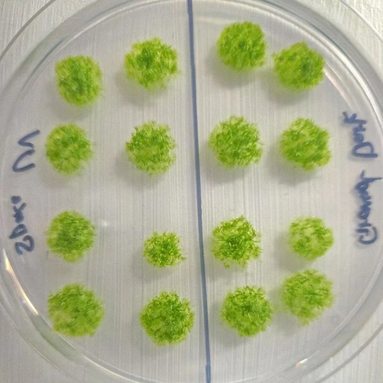 أذهل العلماء عندما بقي موس على قيد الحياة لمدة 9 أشهر في الفضاء المفتوح 2 Germinated Moss Spores