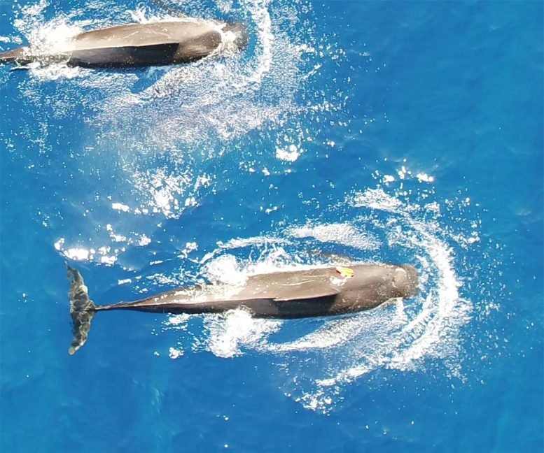 Hawaii Short Finned Pilot Whales Aerial View