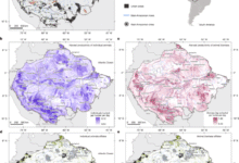 Healthy forests safeguard traditional wild meat food systems in Amazonia