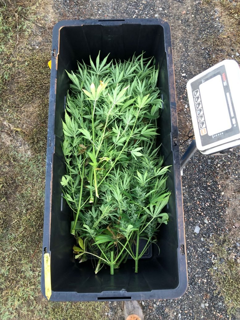 يبني العلماء أول "لغة عطرية" عالمية للقنب والقنب 2 Hemp Plants