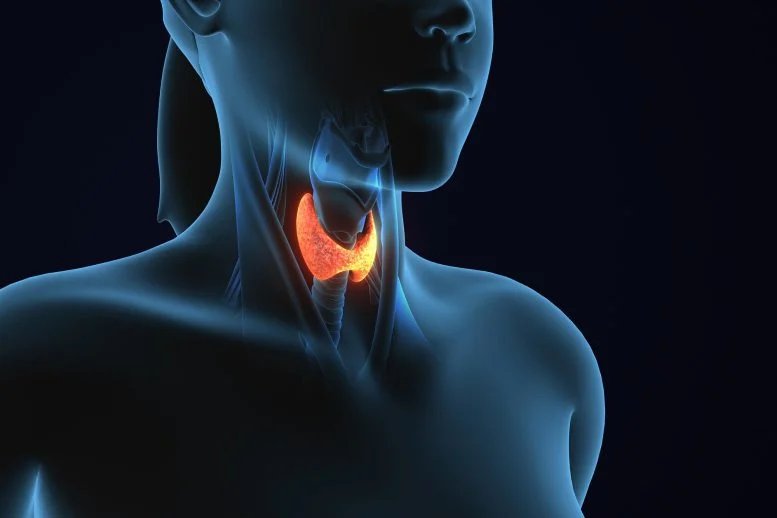 مشكلة الغدة الدرقية الخفية في الحمل مرتبطة بالتوحد