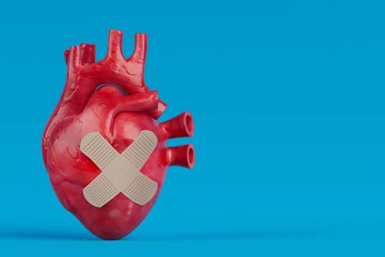 تُظهر رقعة القلب الجديدة قوة شفاء مذهلة بعد الإصابة بنوبة قلبية تُظهر رقعة القلب الجديدة قوة شفاء مذهلة بعد الإصابة بنوبة قلبية