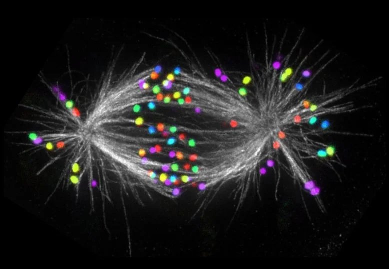 Human Metaphase Spindle Showing Microtubules and Color Coded Kinetochores
