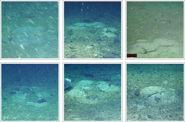 Icefish Nests off Antarctica