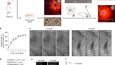 In situ structural mechanism of epothilone