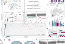 Inhibitors supercharge kinase turnover through native proteolytic circuits