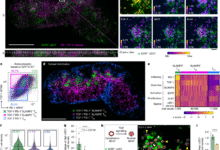 Inhibitory PD-1 axis maintains high-avidity stem-like CD8+ T cells