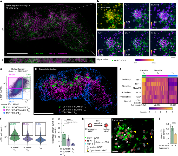 Inhibitory PD-1 axis maintains high-avidity stem-like CD8+ T cells