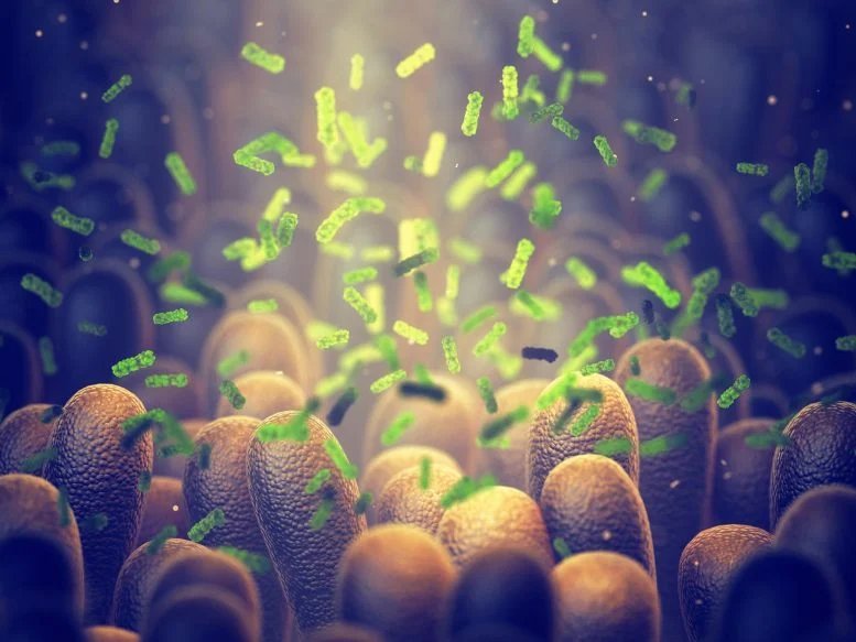 Intestinal Gut Bacteria Microbiome