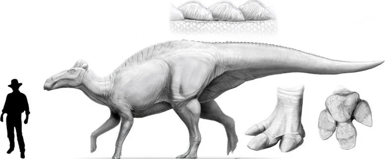 "مومياوات" الديناصورات تكشف عن تطور تطوري صادم 4 Life Appearance of an Edmontosaurus annectens Next to a Silhouette