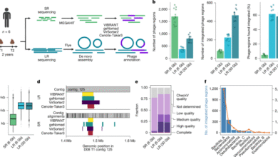 Long-read metagenomics reveals phage dynamics in the human gut microbiome