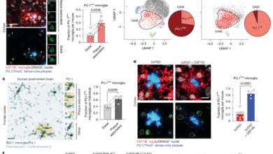 Lymphoid gene expression supports neuroprotective microglia function