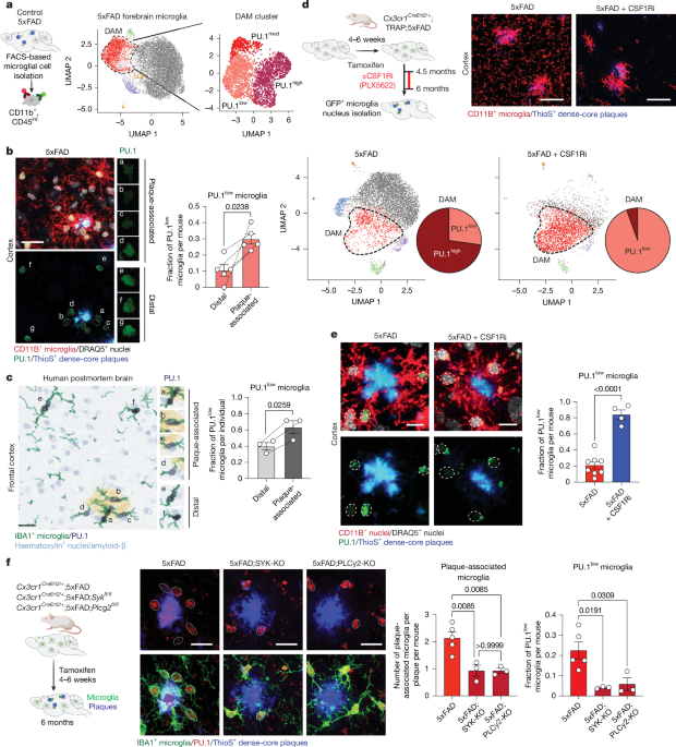 Lymphoid gene expression supports neuroprotective microglia function