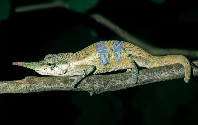 هذه الحرباء الغريبة خدعت العلماء لمدة 150 عامًا 2 Males of the Chameleon Species Calumma Pinocchio