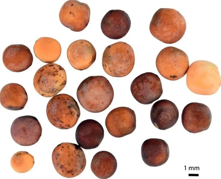 Modern Day Lentil Varieties From Fuerteventura