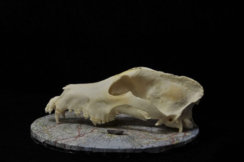 Modern Dog Skull