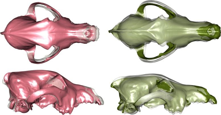 Modern Dogs and Modern Wolves Skull Visualization