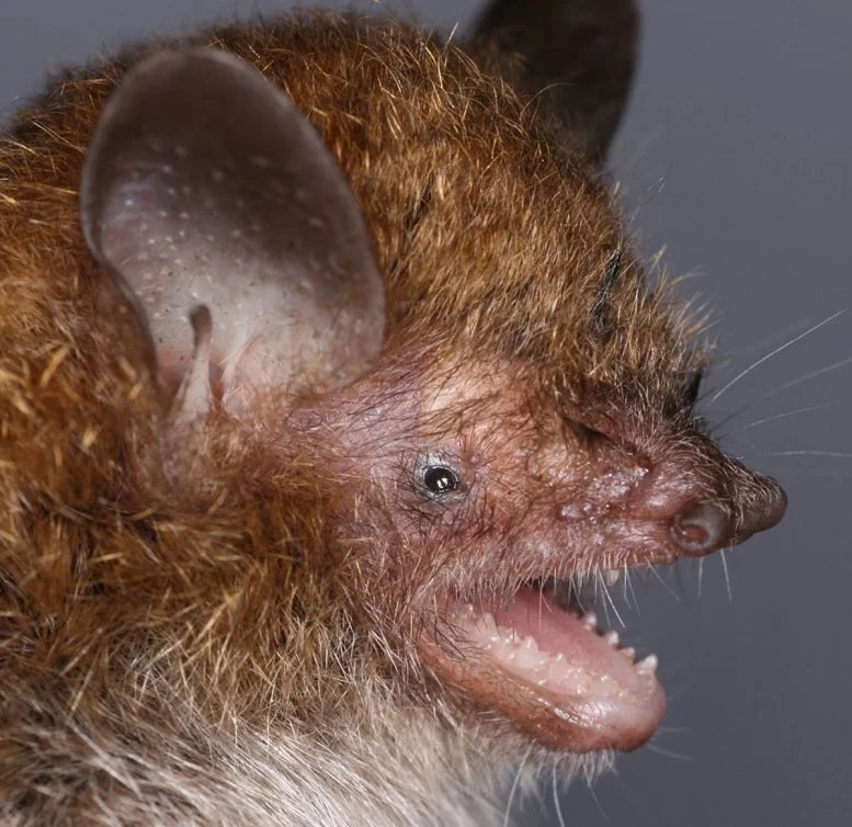 اكتشف العلماء 6 أنواع جديدة غامضة من الخفافيش كانت مختبئة على مرأى من الجميع لعقود من الزمن