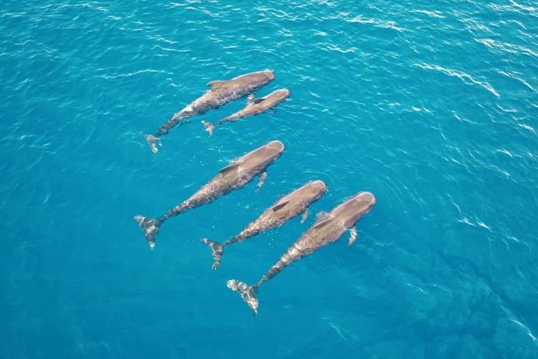 Pilot Whales Pod Swimming Clear Blue Ocean
