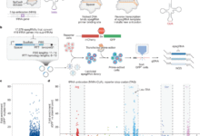 Prime editing-installed suppressor tRNAs for disease-agnostic genome editing