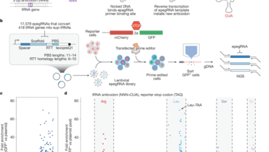 Prime editing-installed suppressor tRNAs for disease-agnostic genome editing